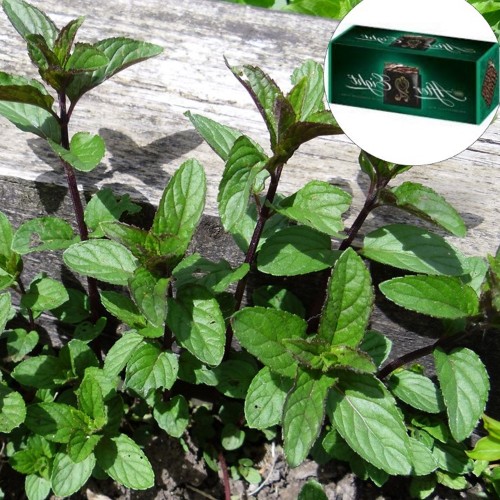 Mentha x piperita 'After Eight' - Piparmünt 'After Eight' C1/1L